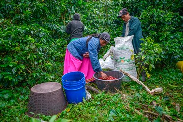 Café geisha, el exótico y carísimo lujo panameño
