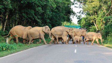 Animales afectados por las fuertes inundaciones
