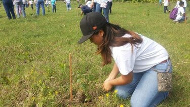 Panameños inician la siembra de un millón de hectáreas