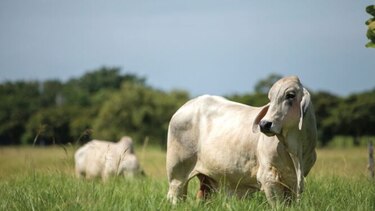 Gabinete declara la carne y despojo bovino como producto sensitivo