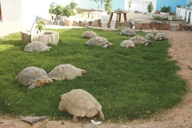 La misión es salvar a las tortugas de Mauritania
