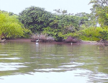 Sinaproc informa que el río Cricamola se salió de su cauce