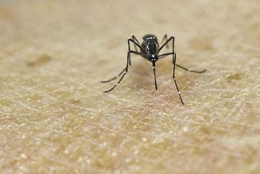 Casi 200 casos de zika en Estados Unidos; autoridades piden fondos