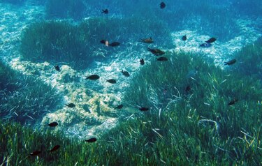 Científicos cartografían el lecho marino, más desconocido que la Luna