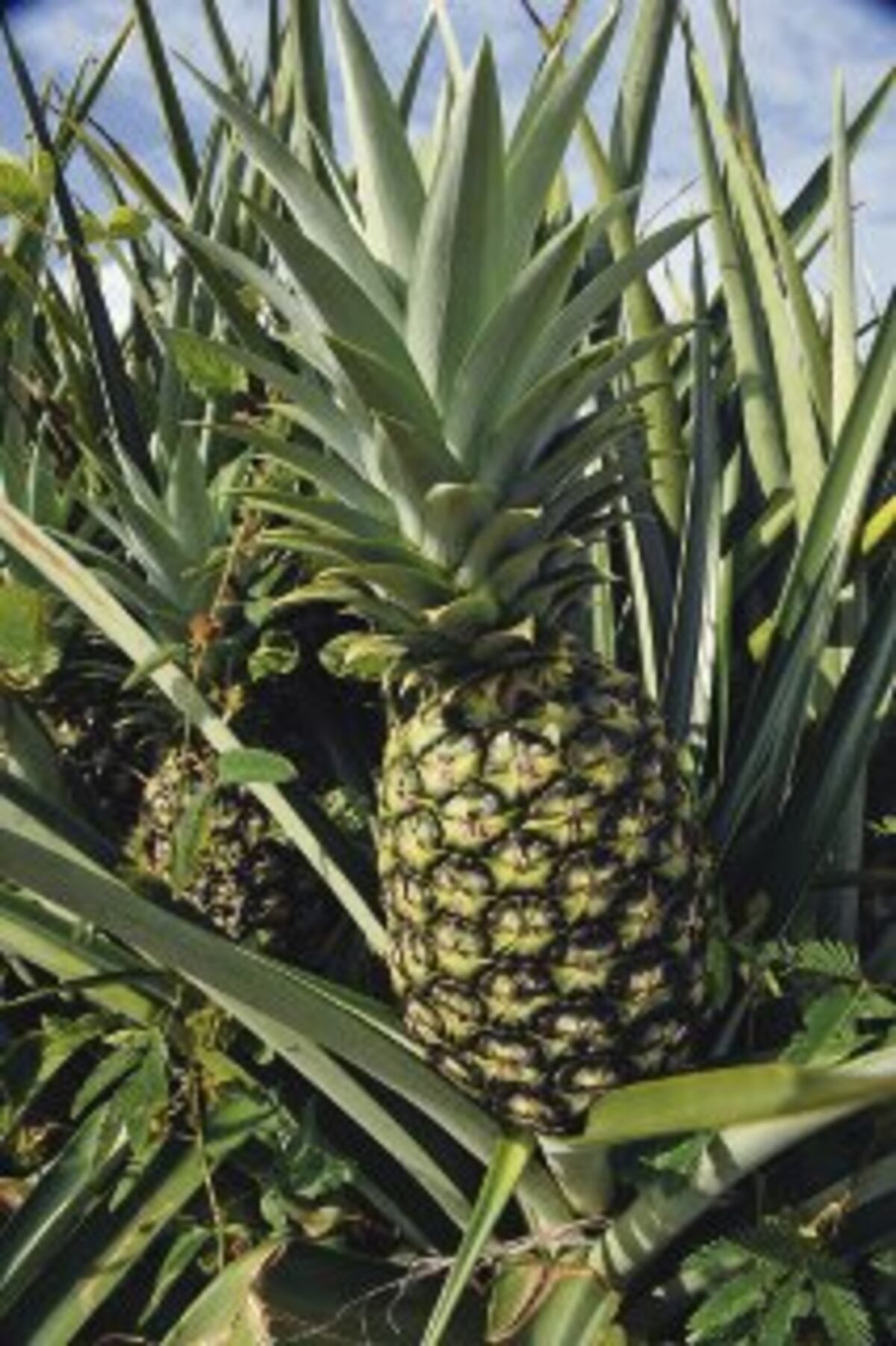 Chiquita Brands destaca la piña panameña | La Prensa Panamá