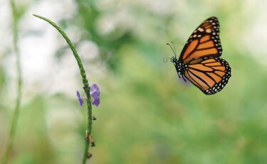 Mariposas monarcas