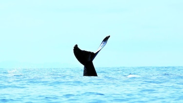 Ballenas, estrellas del turismo