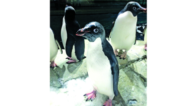 Pingüinos ‘Adelie’, en Guadalajara