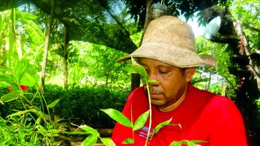 Falta de aguaceros retrasa reforestación