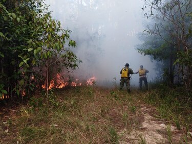 Incendios acaban con miles de hectáreas de bosques cada año