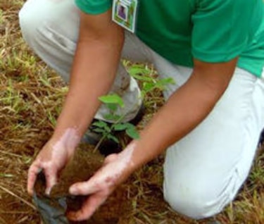 Reforestarán la cuenca del río La Villa con más de un millón de plantones