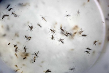 Soltarán mosquitos transgénicos contra zika en Islas Caimán