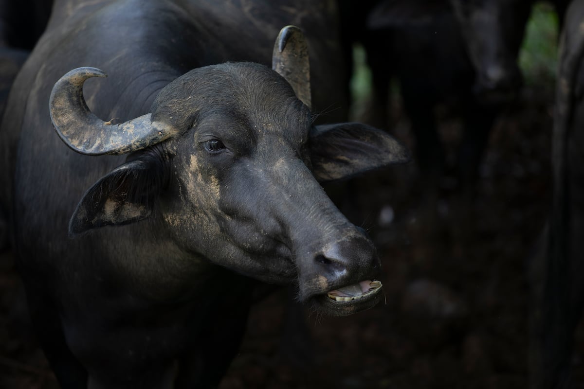 Los pueblos empapados de pobreza que caminan entre montañas ricas en oro y cobre