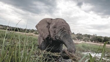 Cazadores furtivos matan a casi 100 elefantes en Botsuana