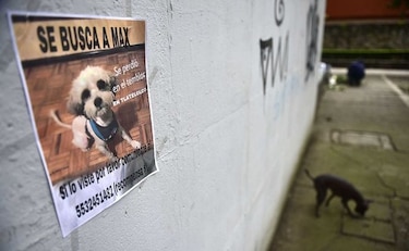 ¿Has visto este perro? Mexicanos buscan a sus mascotas