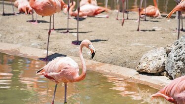 Sigue el rastro de los flamencos para asegurar su protección