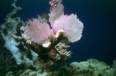 Cientificos restauran arrecifes coralinos en Cayos de Florida contra el cambio climático