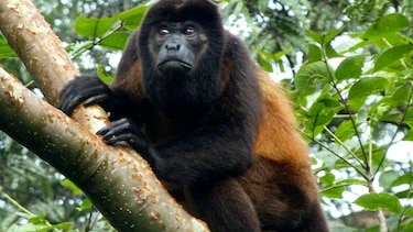 Empieza reforestación para ayudar a especies de monos en peligro de extinción en Azuero