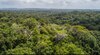 Bosques y alimentos: con miras a la COP30