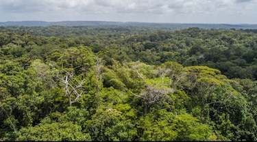 Panamá pierde 352,873 hectáreas de bosques  y otras tierras boscosas en dos años