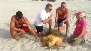 Voluntarios ayudan a tortuga marina a volver al mar