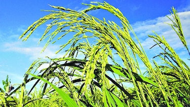 Productores, sin acceso a financiamiento
