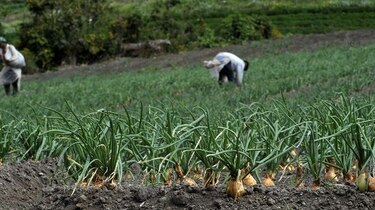 Productores en alerta por cebolla de Holanda