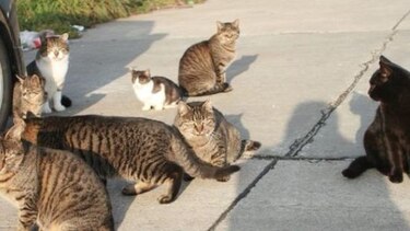 Retiran 111 gatos de una casa en Ohio