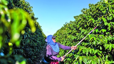 Colombia renovará hectáreas de café