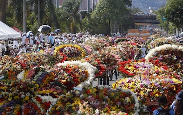 Silleteros convierten a Medellín en un jardín desfilando sus majestuosos arreglos florales