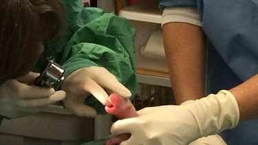 Panda bebé en zoológico de Washington es macho