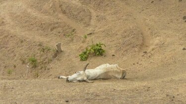 Reportan las primeras reses muertas en la provincia de Los Santos