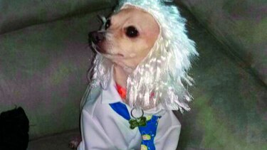 Jack, el perrito ganador