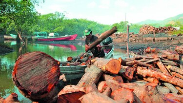 Miambiente aprueba 70 permisos para talar árboles