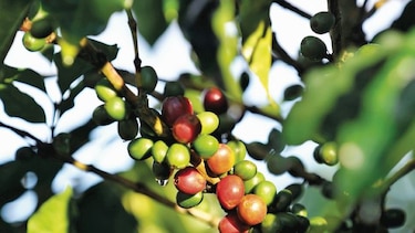 Soluciones innovadoras al rescate del agro