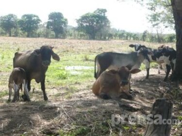 Vaca Gate: condenan a miembros de red criminal dedicada al robo de ganado, incluido un funcionario