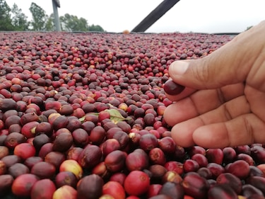 Por primera vez Panamá hará la cata de café especial de forma virtual