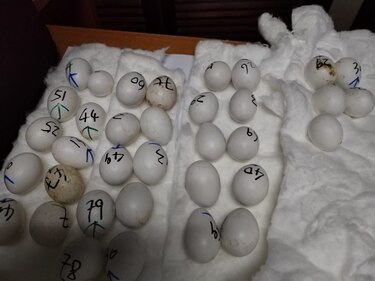 Huevos de guacamayas, drogas en juguetes y un lingote de oro, parte de lo decomisado en el Aeropuerto de Tocumen