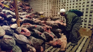 Barco chino capturado en Galápagos llevaba más de 6 mil tiburones