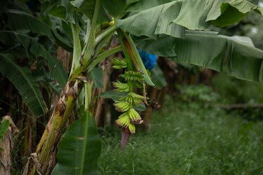 Chiquita inicia operaciones en Bocas del Toro a través de un contratista