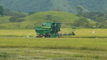 Productores dicen que hay una 'marcada merma' en la cosecha de arroz