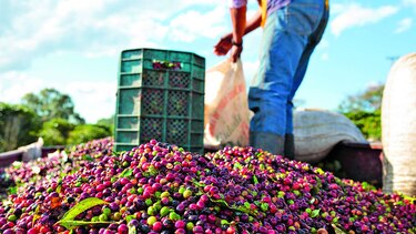Estudian atractivos del café robusta