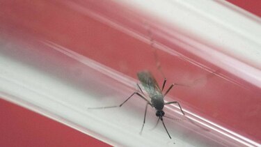 Autoridades, en alerta por primer caso de zika
