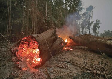 Acusan a empresas de apoyar  deforestación 