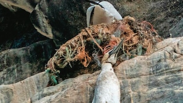 El daño que causan las redes de pesca