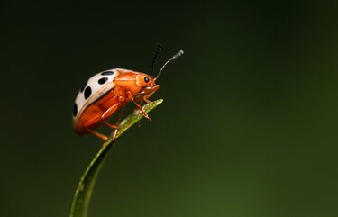 Descubren nueve especies de mariquitas y dos especies invasoras en las Islas Galápagos