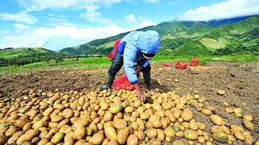 Importaciones colapsan al agro