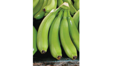 Alerta fitosanitaria por hongo del banano