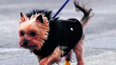 Carne de perro y un oficio mal visto