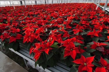 La flor de Nochebuena, la contribución mexicana a la Navidad
